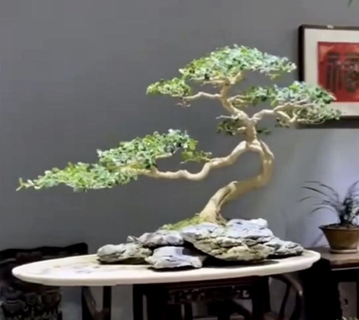 VTanasijevic's tweet image. "Брзо мисли,а дјелуј полако".👋
Нису моје ријечи,већ је и мени речено.............👇
#Bonsai......👇