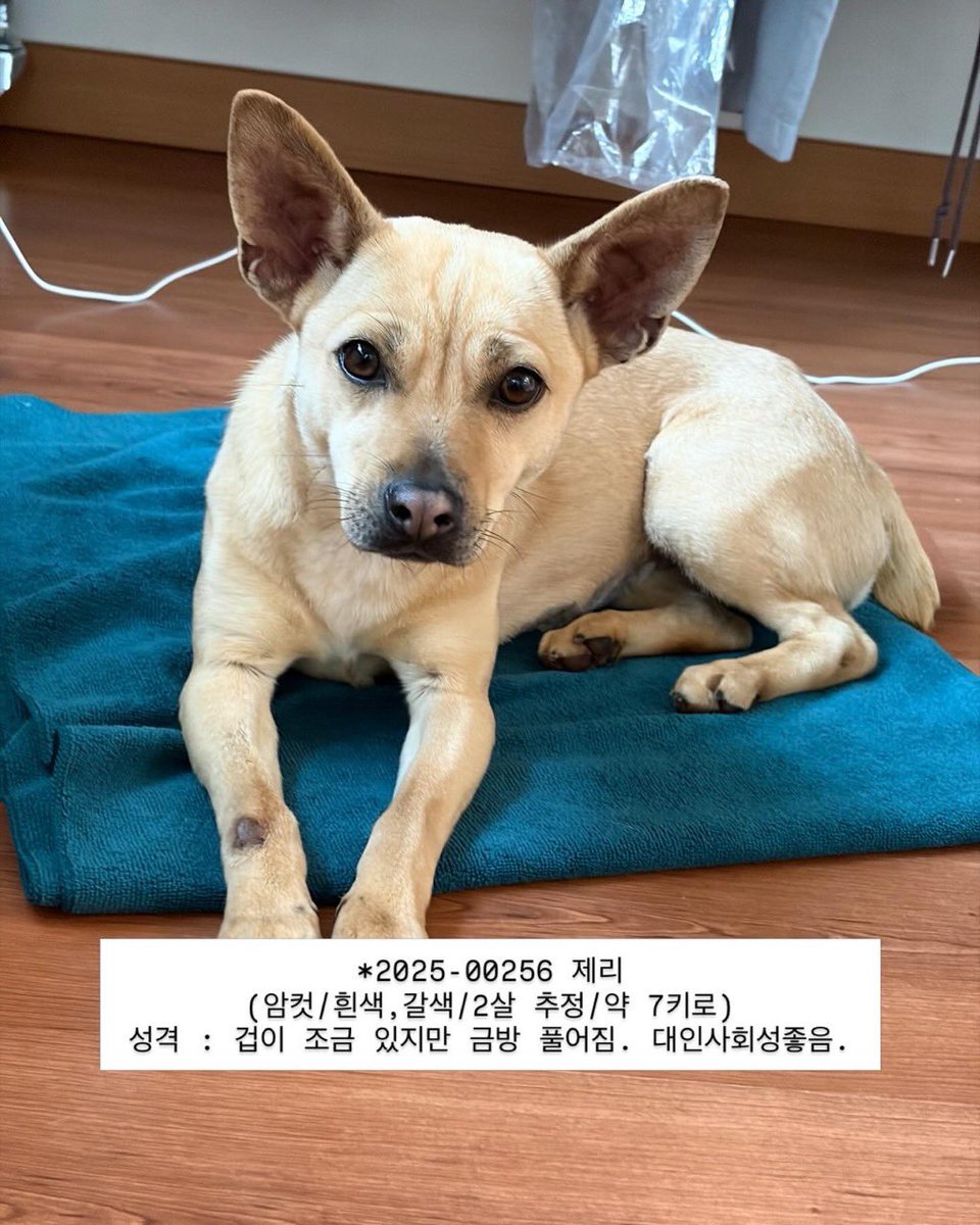 5/13 안락사🚨홍성 유기견 입양 홍보 tweet media