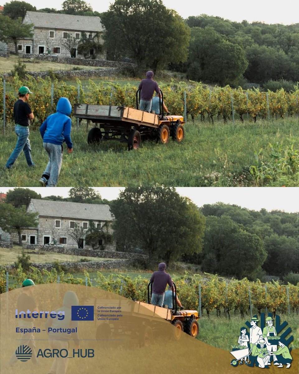 Agrohub_'s tweet photo. 🇵🇹 Em Castela e Leão e no norte de Portugal, a terra é cultivada com tradição, respeito pela natureza e sabedoria herdada.
Cada colheita reflete esforço, história e qualidade.

@interreg_eu
@aimrd
@poctep
@patrimoniojcyl
@UVa_es
@camaradezamora
@PolitecnicoVis
@cim_douro https://t.co/nQfWNuYCtO