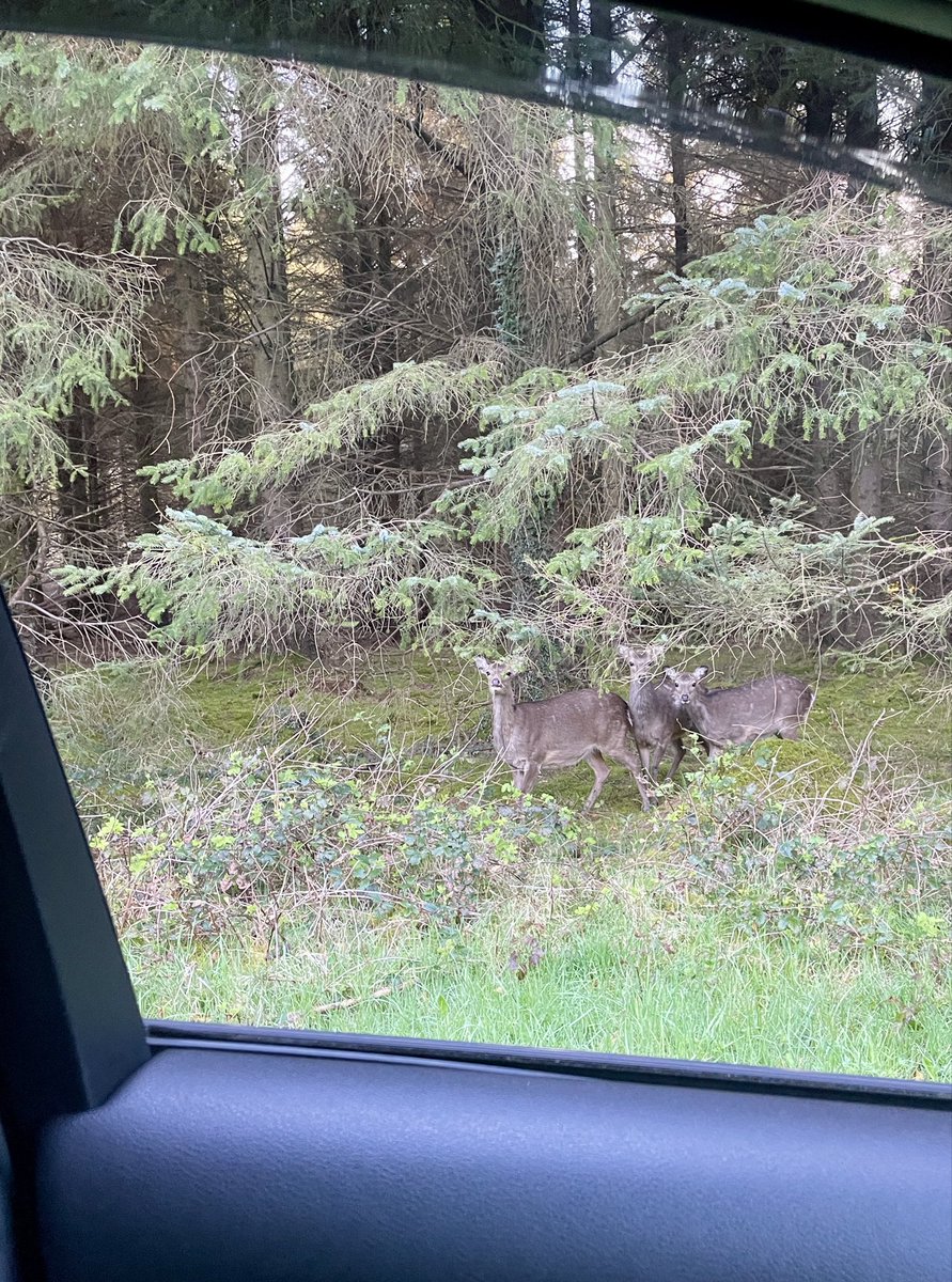 conorsclips's tweet photo. Sure they didn’t even give me time to get out of the car this morning when they showed up 🥰 https://t.co/Px3zOwgzgu