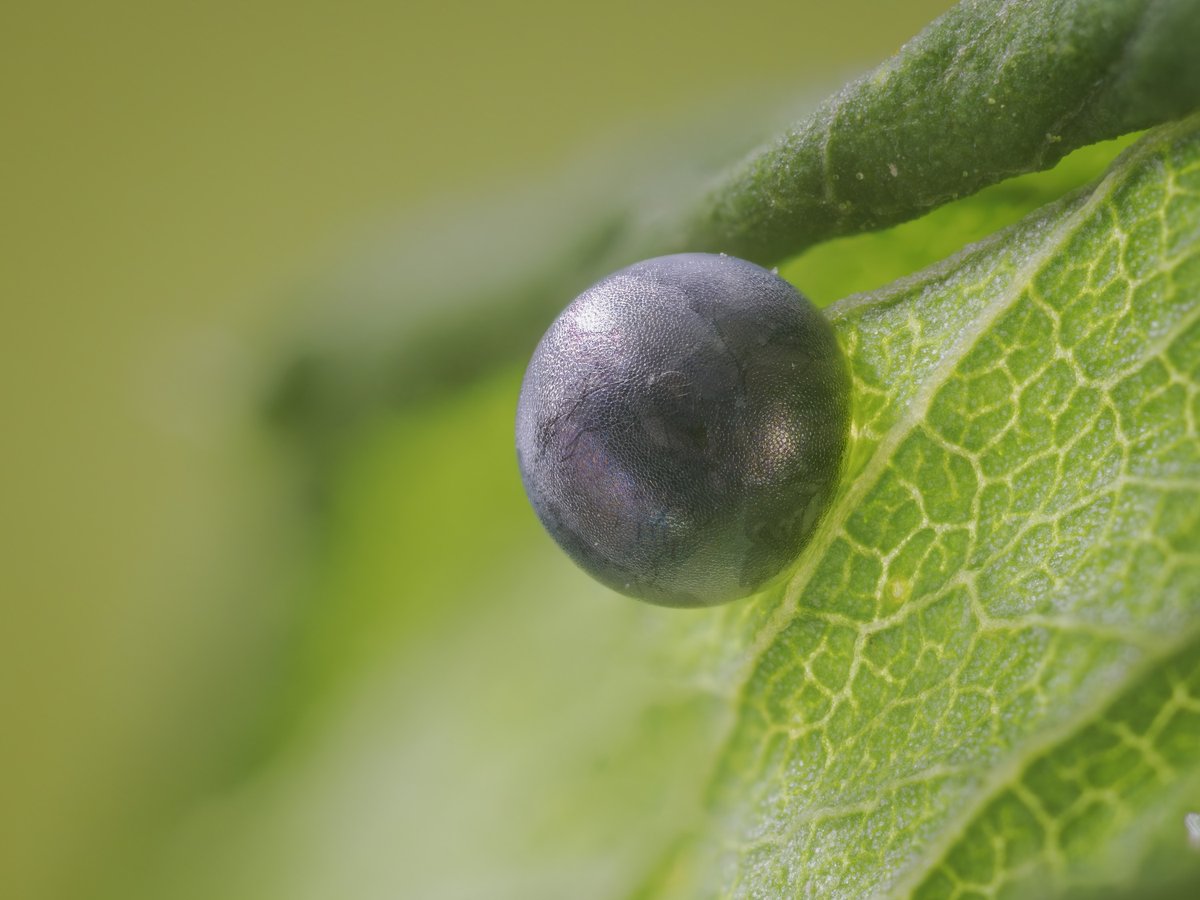 bernd_flicker's tweet image. Segelfalter (Iphiclides podalirius)🐛

legt seine #Eier einzeln an die Unterseite von Felsenkirsche oder Schlehe. Nach der Eiablage schlüpft die winzige #Raupe. Sie ist zunächst schwarzbraun mit weißem Fleck, imitiert Vogelkot und schützt sich so vor Fressfeinden. #Lepidoptera