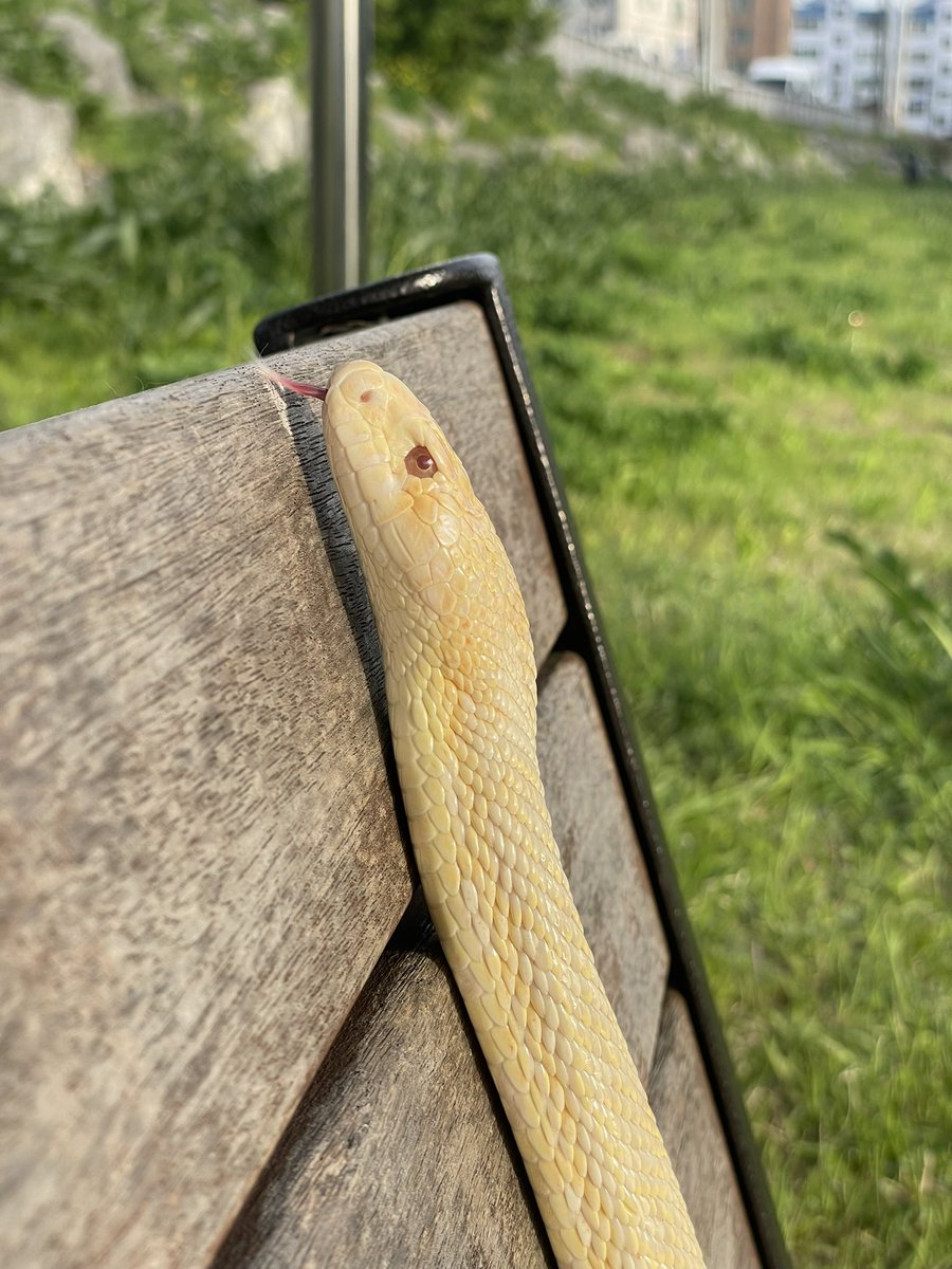 슬링키 tweet media