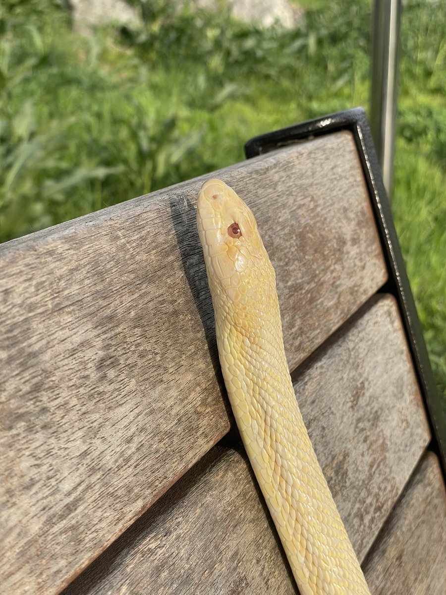 슬링키 tweet media