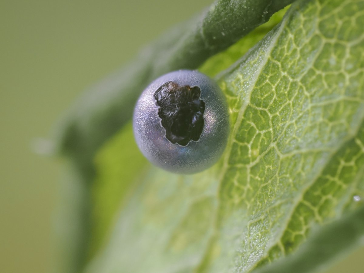 bernd_flicker's tweet image. Segelfalter (Iphiclides podalirius)🐛

legt seine #Eier einzeln an die Unterseite von Felsenkirsche oder Schlehe. Nach der Eiablage schlüpft die winzige #Raupe. Sie ist zunächst schwarzbraun mit weißem Fleck, imitiert Vogelkot und schützt sich so vor Fressfeinden. #Lepidoptera