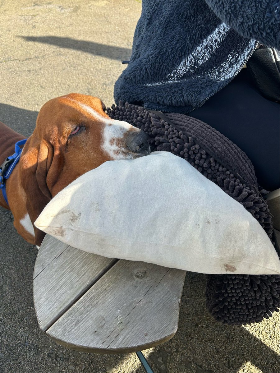 Cooper the Basset tweet media