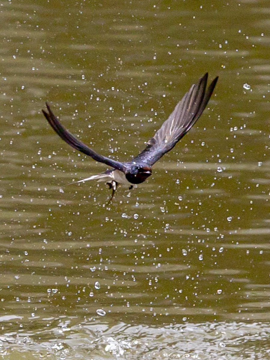 すみと tweet media