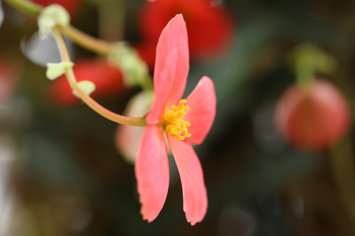 talphonse123's tweet image. ( 一一)つ花
＃Canon ＃R6mark3　＃写真　＃植物園