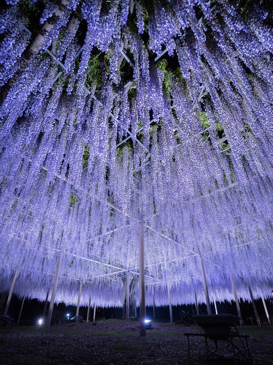 𝚋𝚒𝚛𝚍 tweet media