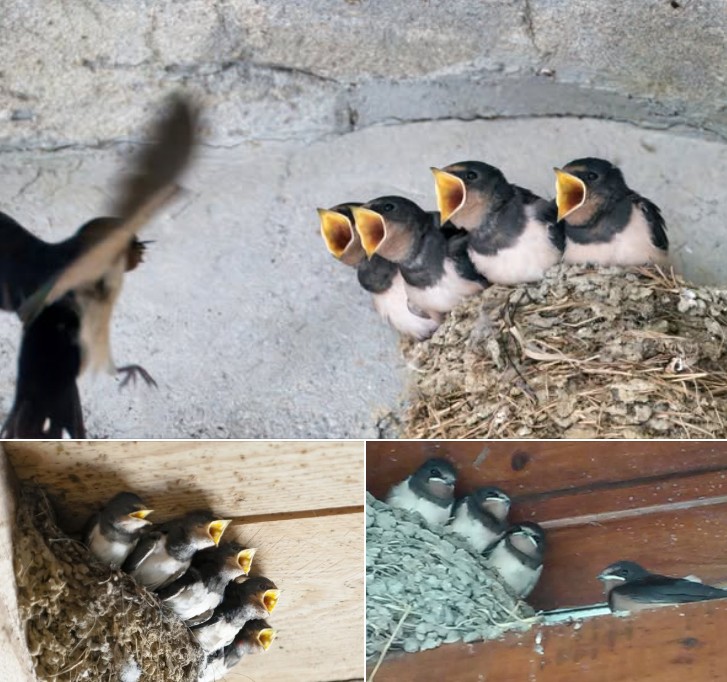 FrostieMoss's tweet image. One swallow does not make a spring, they say. But what about two nests brimming over with swallow babies? How much do you know about the sparrow species coming to Greece every spring? effrosyniwrites.com/2025/06/27/swa… #Springtime #aprilmonth #greece