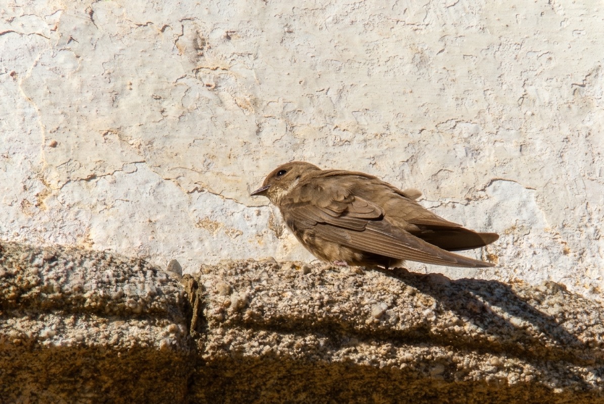 enologia's tweet photo. Birdwatching in Alto Alentejo, Portugal https://t.co/rIZ2bl99q6