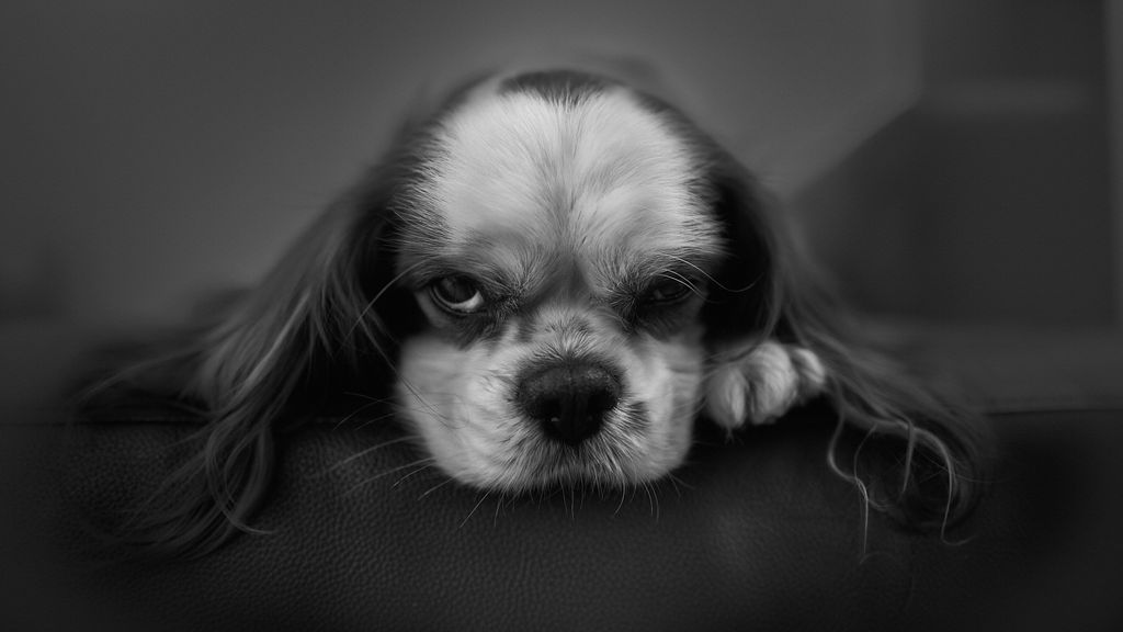 しゃくろー | Yushi K. tweet media