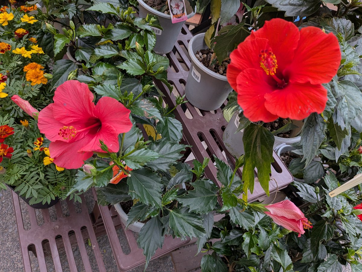 のり君🗾🇯🇵🐡🧸❤🌸🧸🍒🏁🚗📝⌚🥼⚾️🎣 tweet media