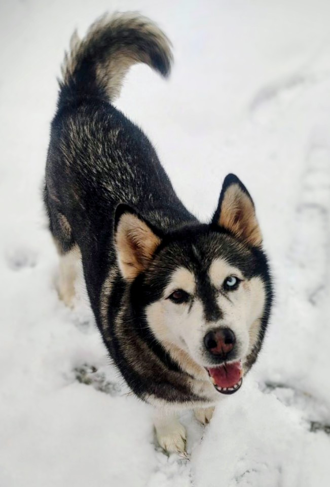 electricjohn11's tweet image. There's only two forms of unconditional love. 

One is from God and the other is God spelled backwards. 

#Dog