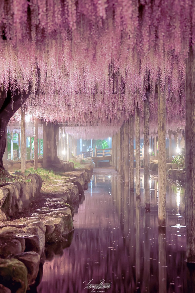雨上がり、藤咲き乱れる天王川公園の夜が妖精の国のように見えた
