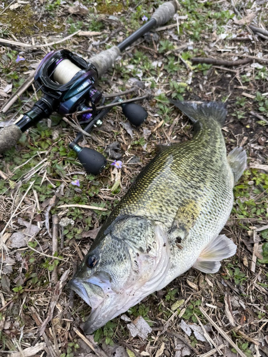 BASOTA35268368's tweet photo. 爆風の琵琶湖は
ハイパーおちびちゃん！

私の腕ではこんなもんよ（ ;  ; ）

友人が50アップ釣ってくれたから
満足撤退💨 https://t.co/0mWi3tla57