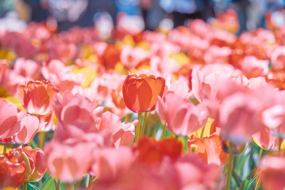 この世界ほんと可愛すぎる。