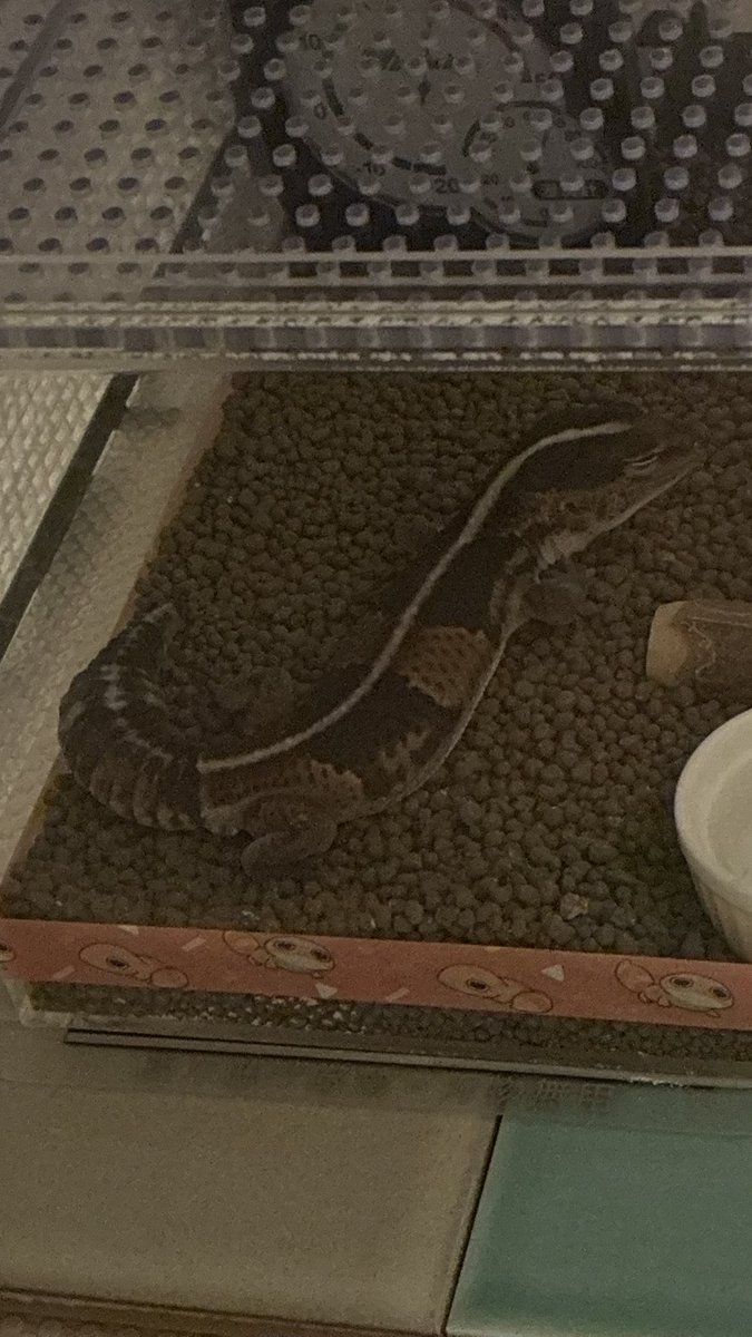 ろいろは今日も元気です tweet media