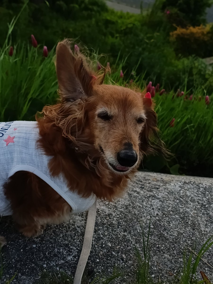 めるママ tweet media