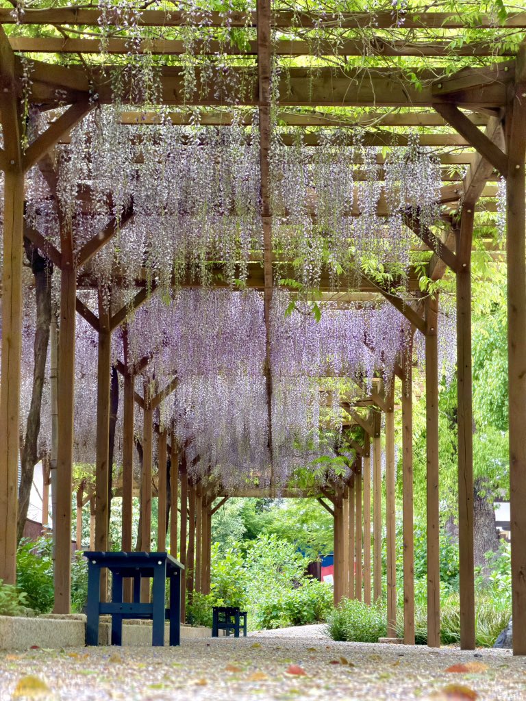 yKyoXN4vLEN20KP's tweet image. 藤勝苑の藤棚公開
〜本来であれば今年から見頃を迎える予定でしたが生育が遅れているため
今回は4月18日から無料にて開苑されています
20260420

#japan
#kyoto
#藤森神社