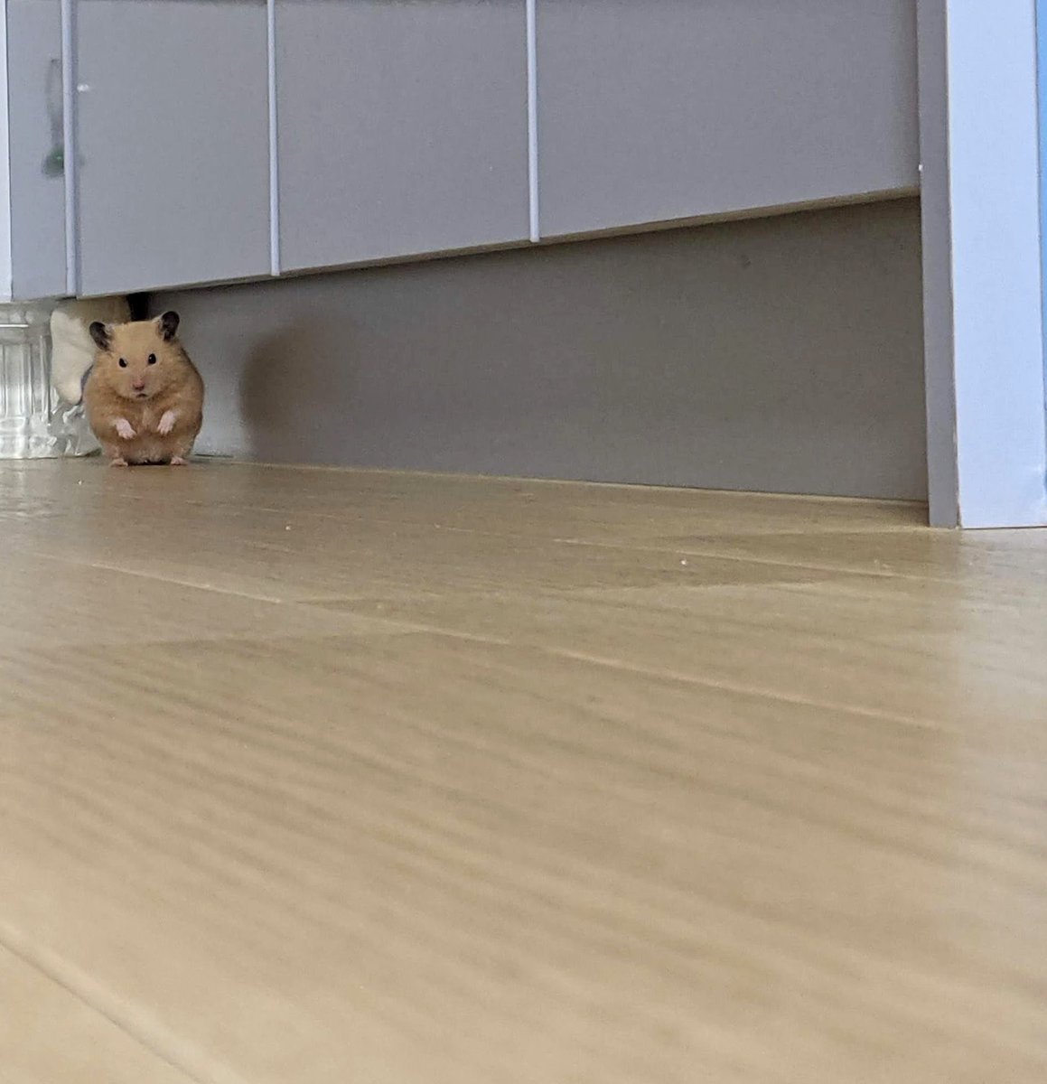 じゃが太郎&ちゃら太郎＆じゃむ太郎＆しゃり太郎 tweet media