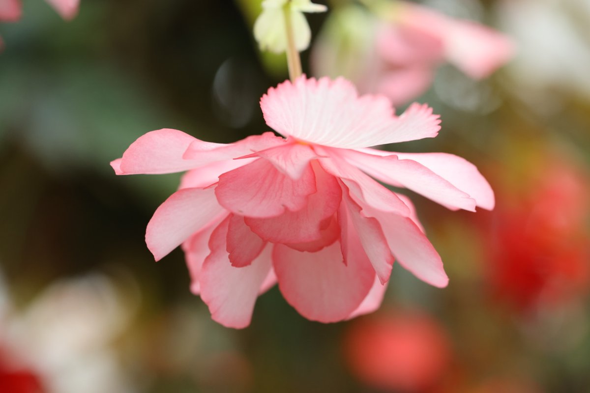 talphonse123's tweet image. ( 一一)つ花
＃Canon ＃R6mark3　＃写真　＃植物園