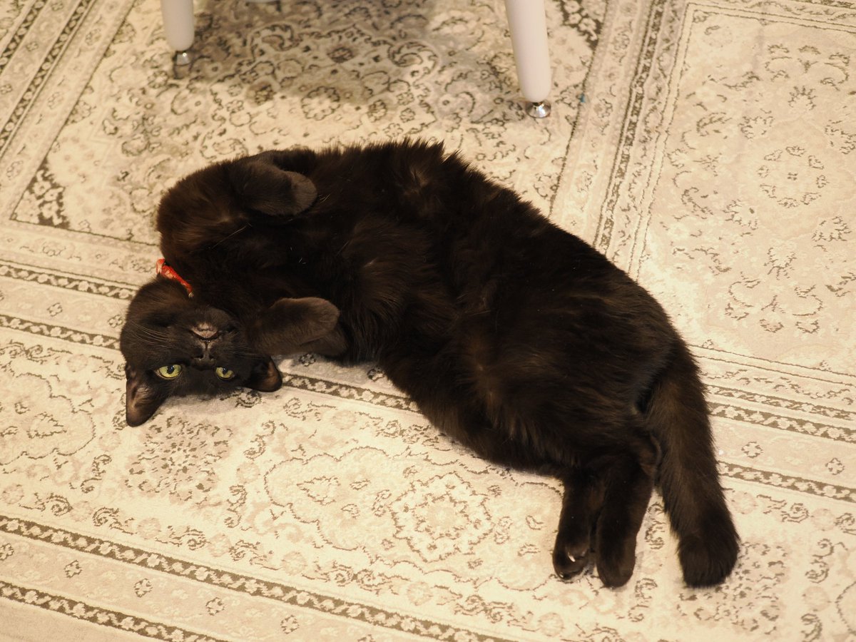 ぴっ太 ⍨⃝︎ tweet media