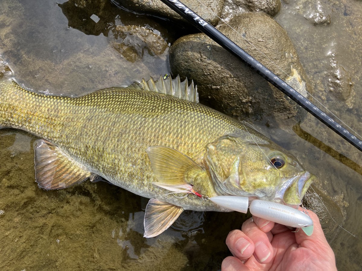 バティ tweet media