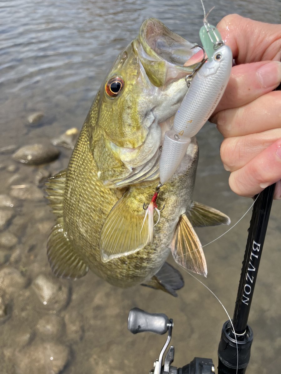 バティ tweet media