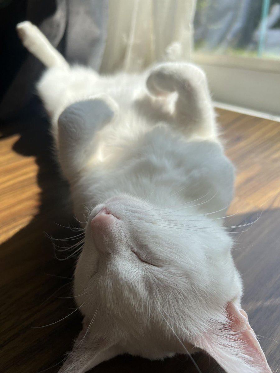 ふくちゃん、幸せ寝してる(*´﹀`*)