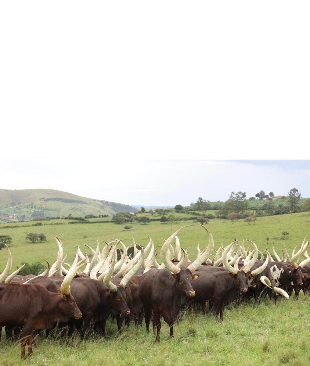 UgandaMombasa's tweet image. Don't miss the 2nd Uganda Cultural Exhibition 2026 🇺🇬✨
📍2nd May 2026 at Fort Jesus Mombasa.

Come experience the rich Ankore culture including the famous Ankore long horned cattle showcased by EMBURARA FARM LODGE from Western Uganda.
The Exhibition will open from 10am-6pm.