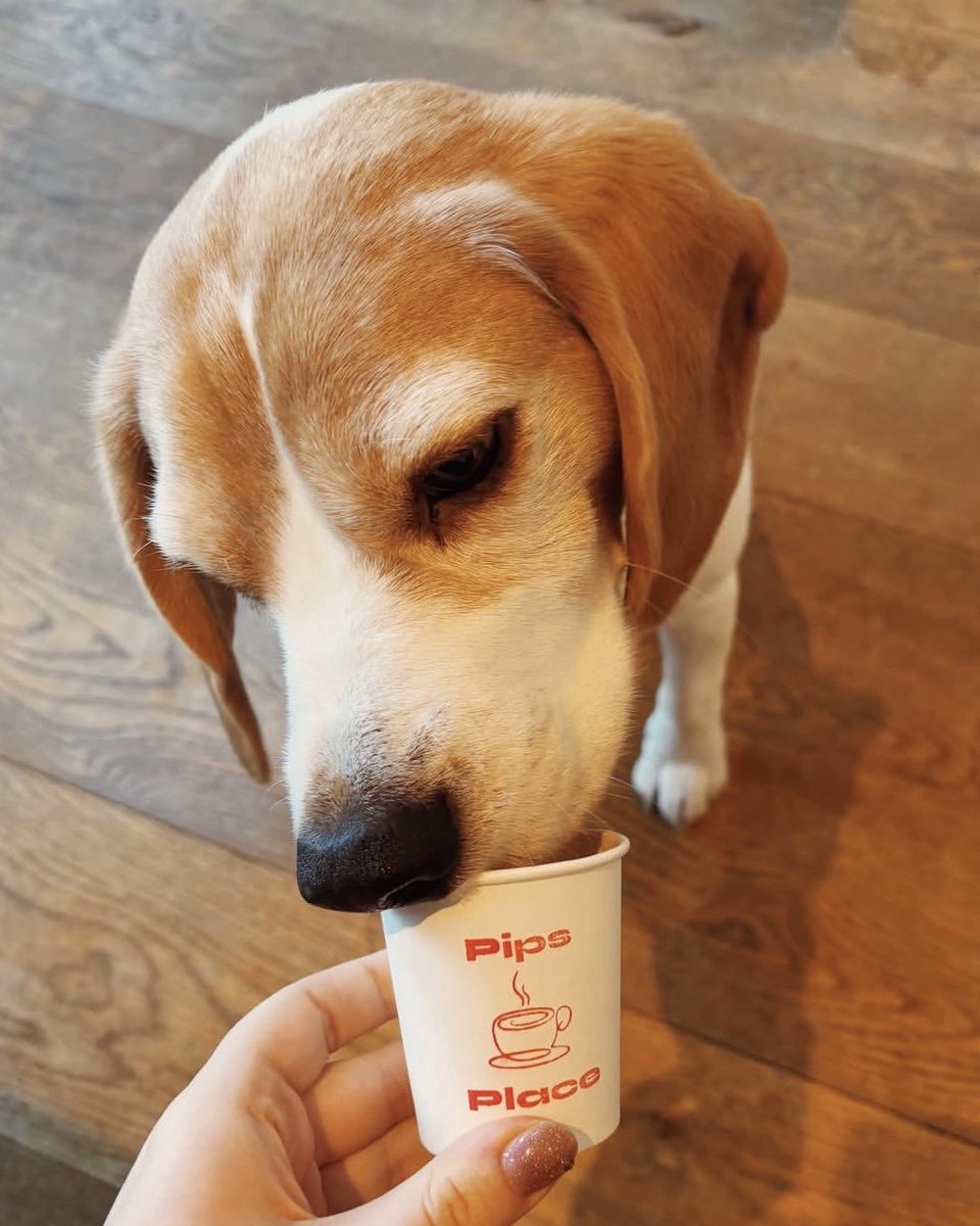 Forty_Hall's tweet image. Pip's Place Coffee Cart is back outside #FortyHall House today, &amp;amp; will be here every Monday, so why not come along &amp;amp; give it a try?
#pipsplace #coffeeshop #puppaccino #smallbusiness  #freshcoffee #cafe #shopsmall #shoplocal #supportsmall #supportlocal #Enfield #NorthLondon