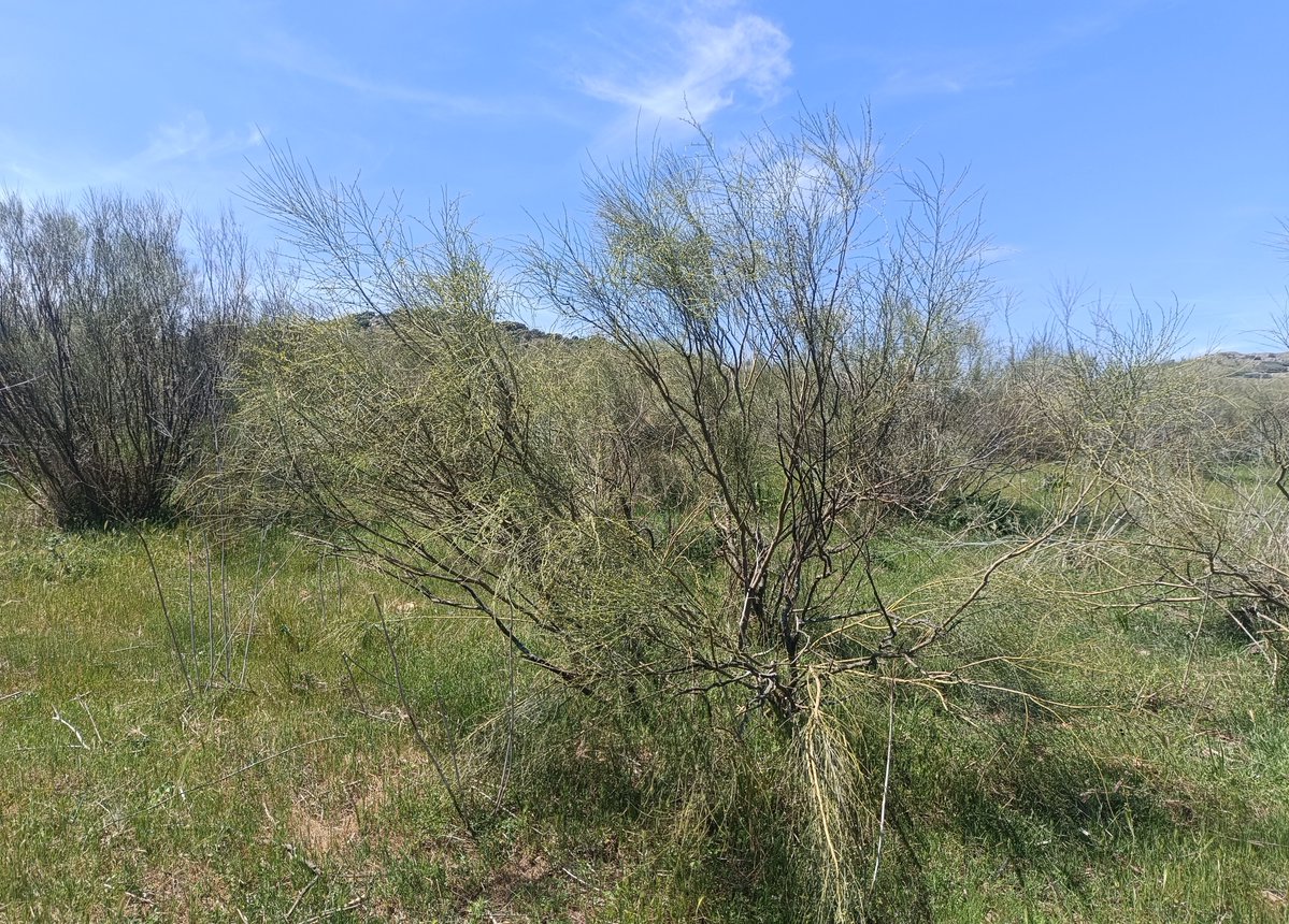 Alimañas tweet media