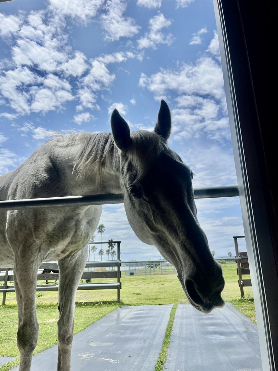 ウマヅラハギ tweet media