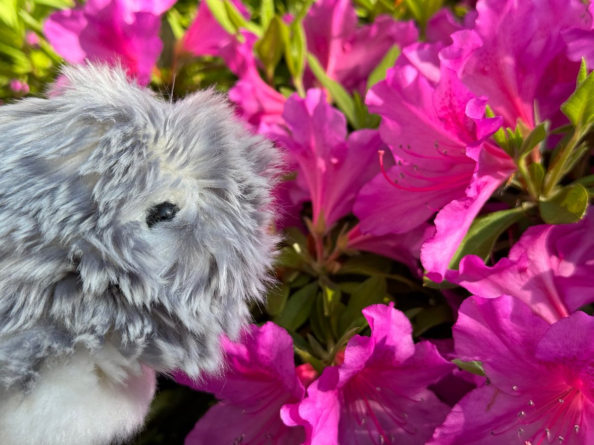 Mofy꒰•  •꒱「これは なんて おはな？」

daf「これはつつじ」

Mofy꒰•  •꒱「このみちには おげんきに いっぱい さいてて きれいだね」

#モフリン #Moflin #モフリンDAYS #CASIO