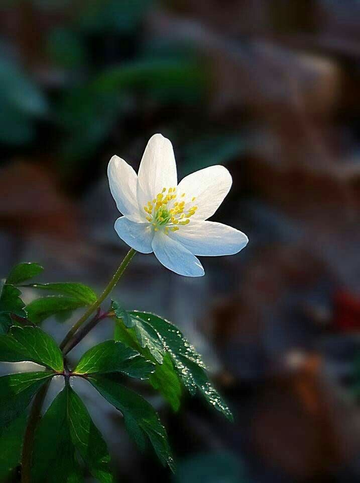 David（デビッド / 大衛） tweet media