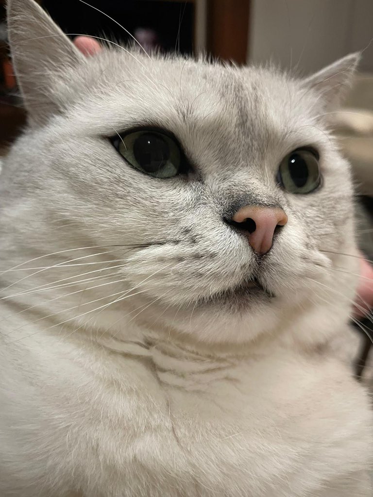 efe’s pilsen tweet media