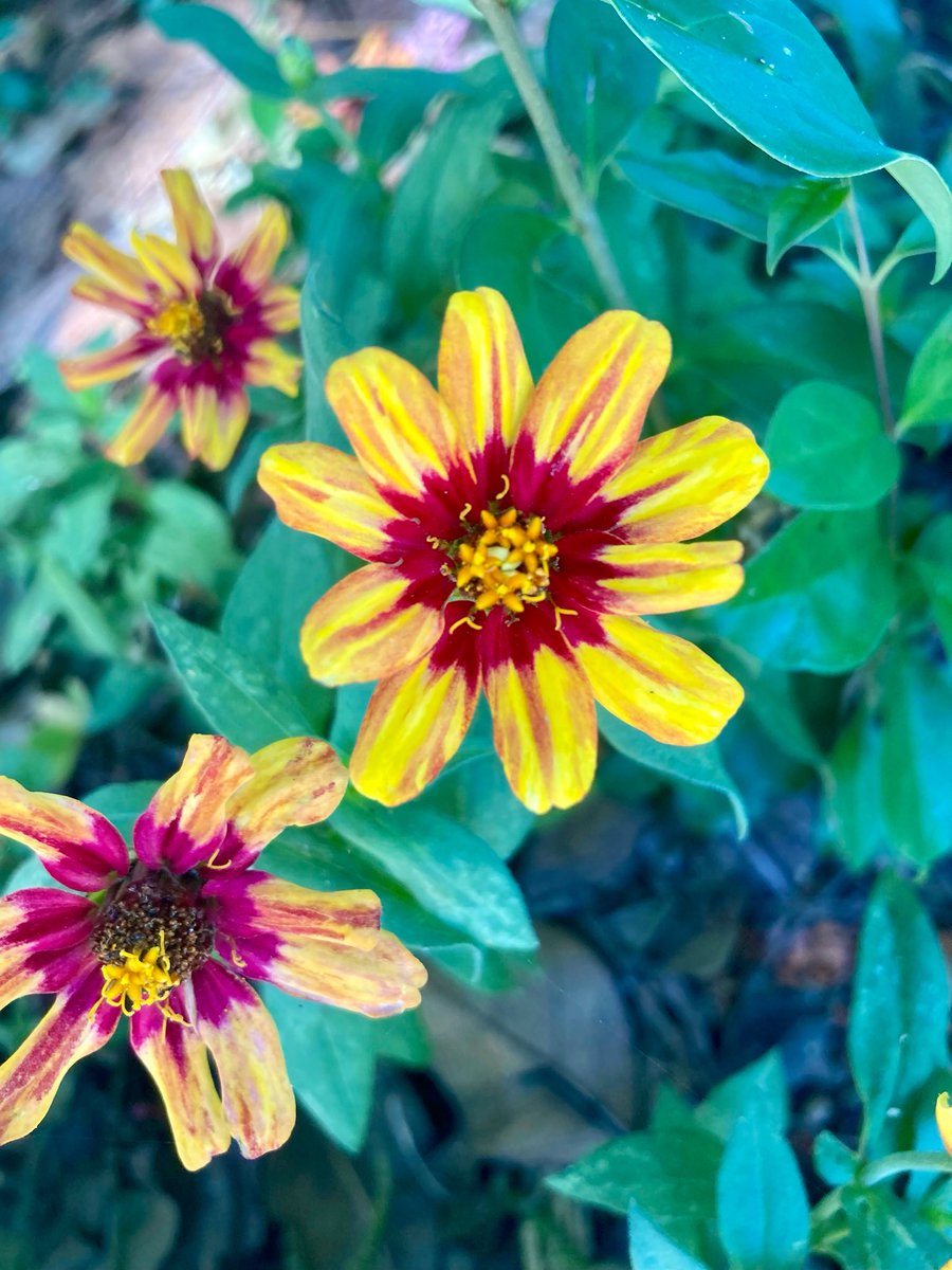 rafaelporcari's tweet image. 🌺 Fim de #cooper!
Suado, cansado e feliz, alongando e curtindo a beleza da #natureza.
Hoje, com essas delicadas #plantas.
🏁 🙆‍♂️ 
#corrida #treino #flor #flower #flowers #pétalas #pétala #jardim #jardinagem #flores #garden #flora #run #running #esporte #alongamento