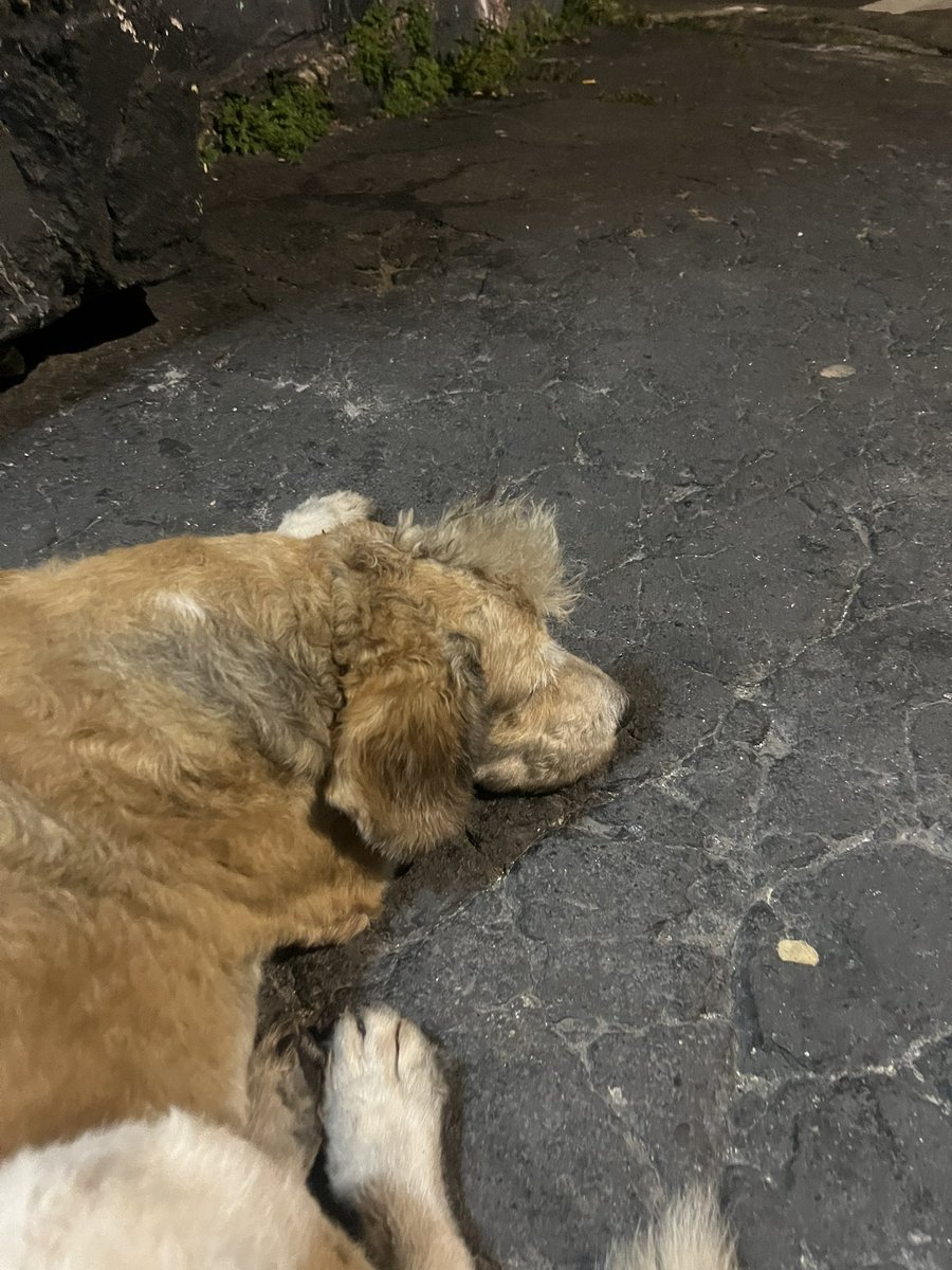 esse brother tava de topete no meio da adega ai eu disse: cachorro ta de topete

ai o dono da adega falou: nois que corta.