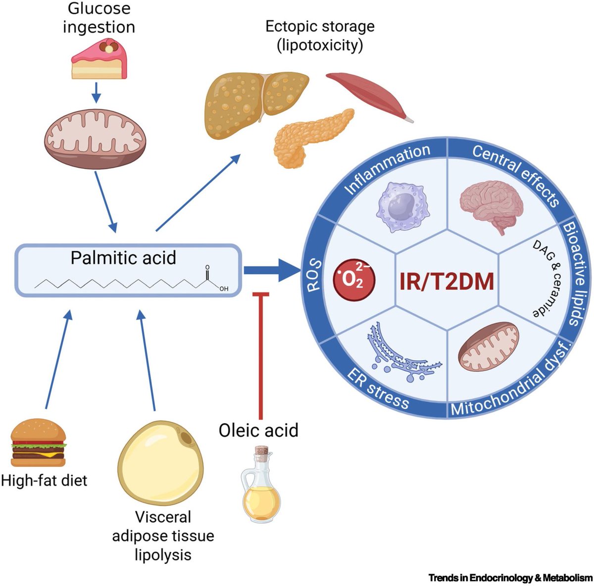 KulikovUNIATF's tweet photo. New research highlights a striking #metabolic clash: 

Palmitic 🌴acid (common in palm oil, meat, and butter) promotes insulin resistance and  type 2 #diabetes by driving toxic ceramides, inflammation, and organelle stress - while oleic acid (the main fat in olive 🫒 oil) counteracts these effects, shunting harmful fats into safer storage.

https://t.co/8pnjBwNSoV