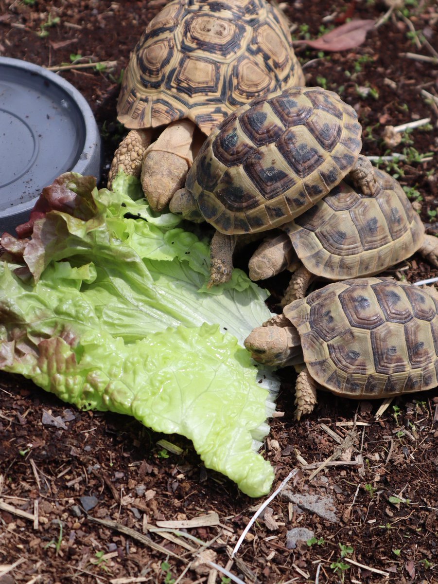 道の駅ウミガメ公園【公式】 tweet media
