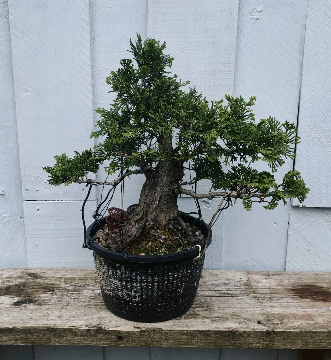 bonsaiempire's tweet image. Some very cool #Bonsai - all posted to the Social feed of our Bonsai Care App. Join the vibrant community, keep track of your collection and use the care calendars to make better Bonsai! bonsaicare.app (free download on the app stores)