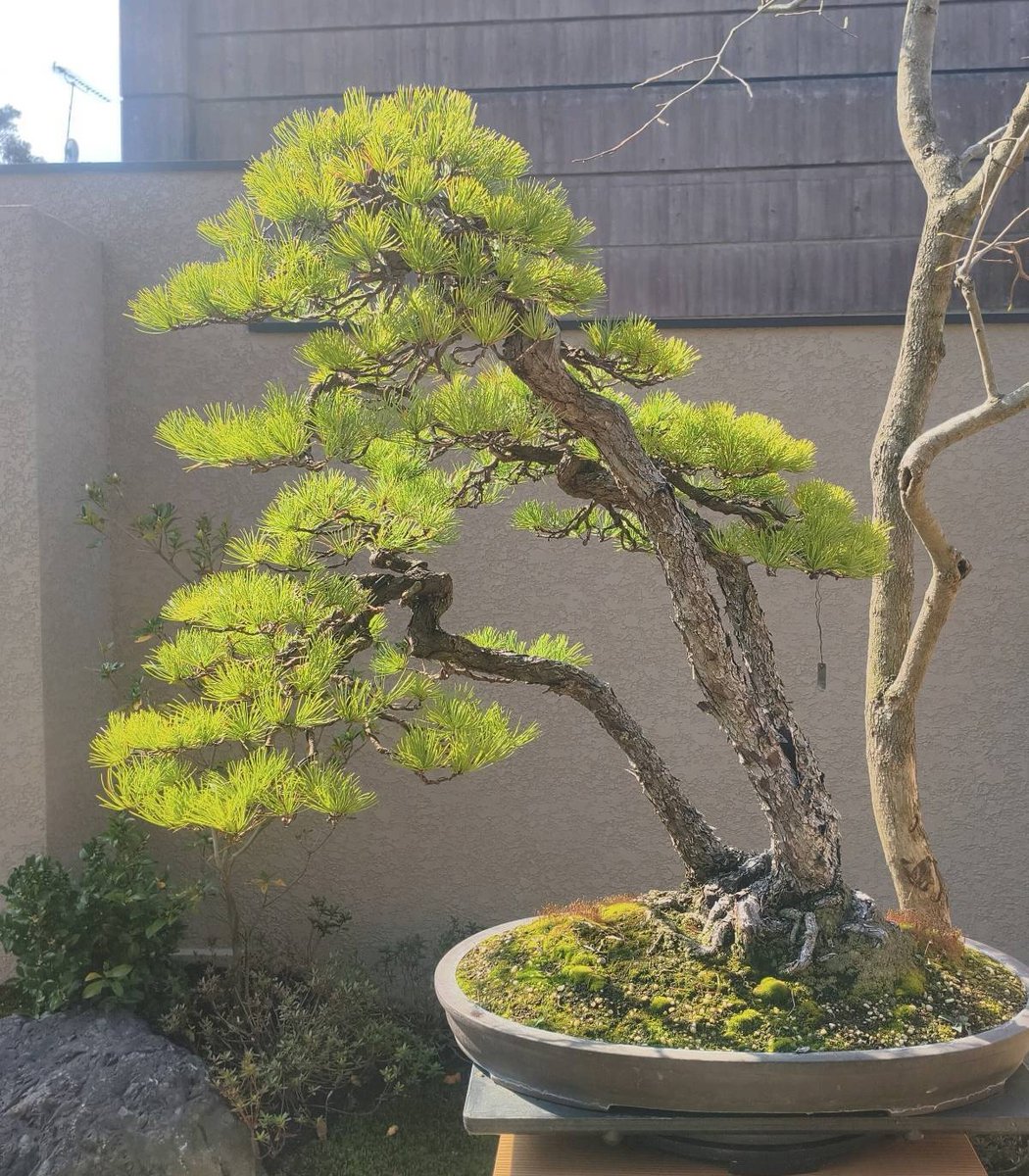 bonsaiempire's tweet image. Some very cool #Bonsai - all posted to the Social feed of our Bonsai Care App. Join the vibrant community, keep track of your collection and use the care calendars to make better Bonsai! bonsaicare.app (free download on the app stores)