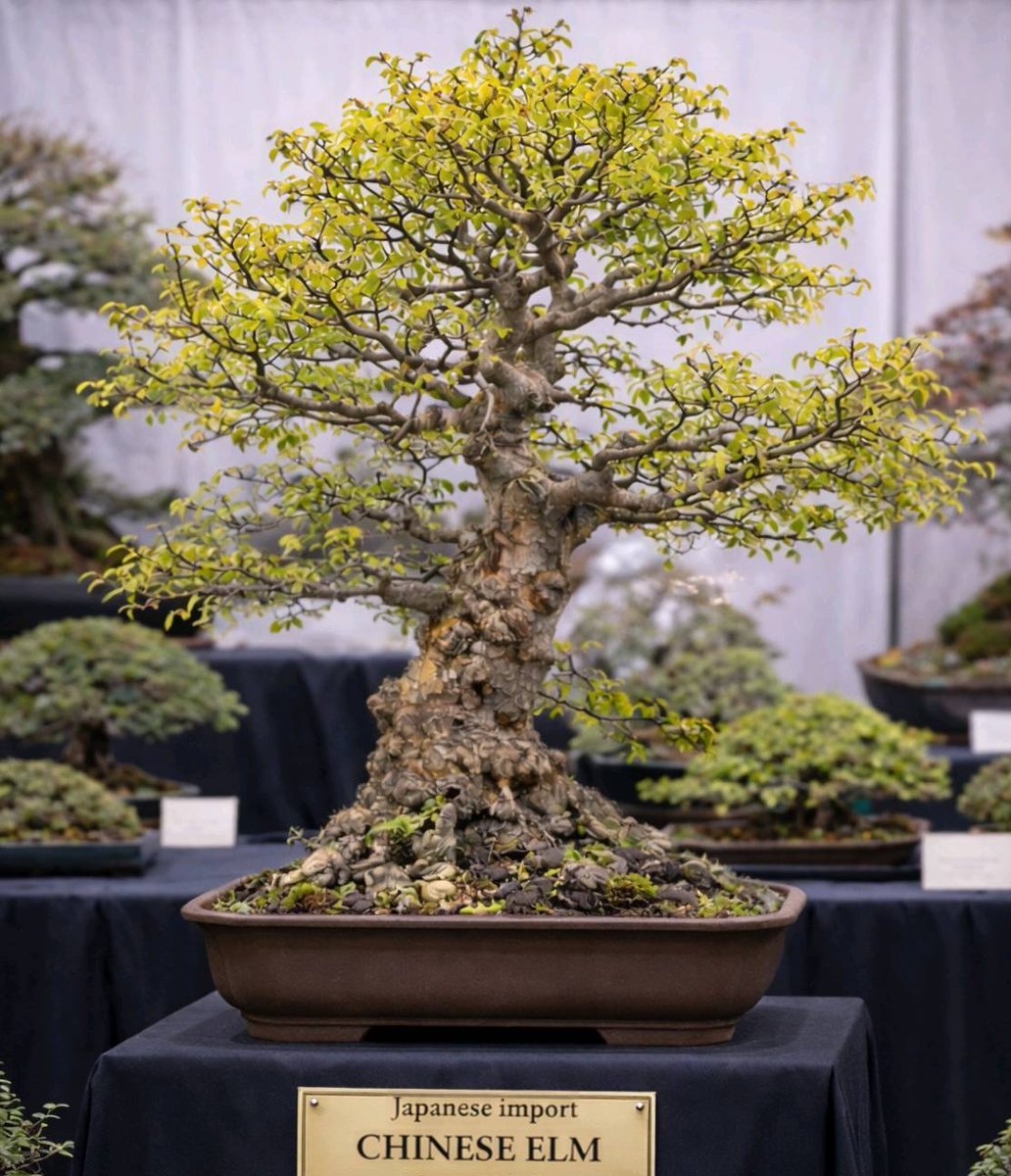 bonsaiempire's tweet image. Some very cool #Bonsai - all posted to the Social feed of our Bonsai Care App. Join the vibrant community, keep track of your collection and use the care calendars to make better Bonsai! bonsaicare.app (free download on the app stores)