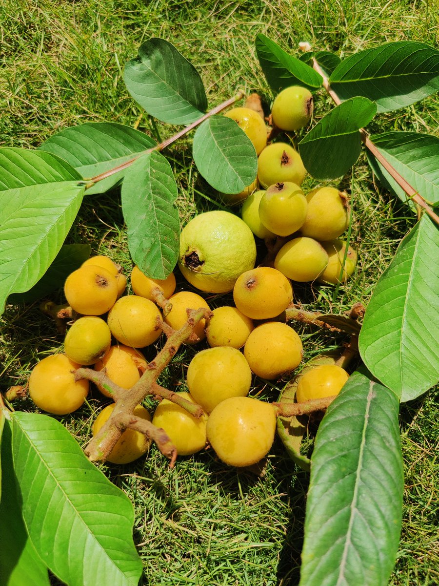 Hamza Khan tweet media