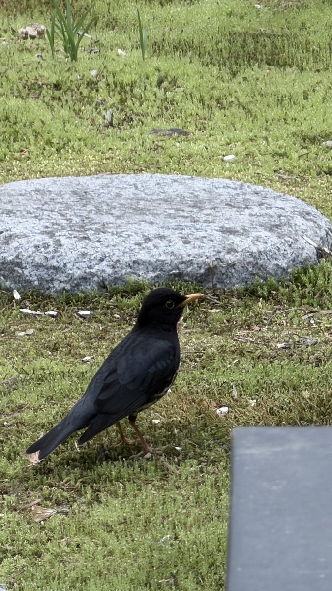 今日庭に珍しい鳥がいた。5年住んでて初めて見る。
画像検索したらクロウタドリというらしい。
全身真っ黒だけどクチバシだけ黄色。目がパッチリでとてもかわいい。
#クロウタドリ