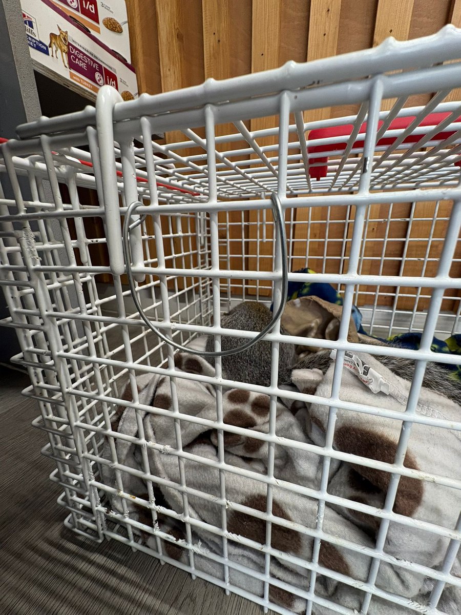 We have just dropped Bob off at the vets this morning.  He’s in to be neutered and microchipped, if anyone could help by donating a £1 or £2 towards the cost it would be very much appreciated.  It’s always a worrying time when they go in for any surgery as there are always risks.