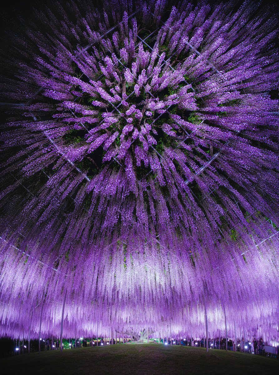 はるはら tweet media