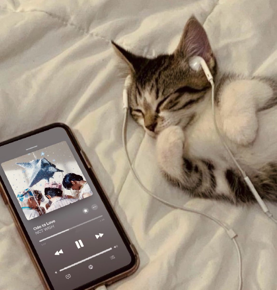 fio ꒰ᐢ. .ᐢ꒱₊˚⊹ ᰔ tweet media