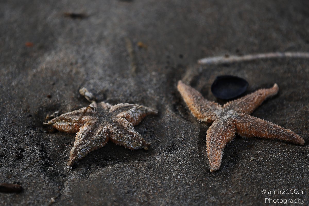 amir2000's tweet image. Low waves roll into the shore at #Zandvoort, with gulls above the water &amp;amp; wind turbines on the horizon, #NorthSea
Not dramatic. Just real coastal details, left behind by the tide and easy to miss

#CoastalScene #NatureCloseUp
#Amir2000NLStory #CanonR5MarkII #AMIR2000NLPhotography