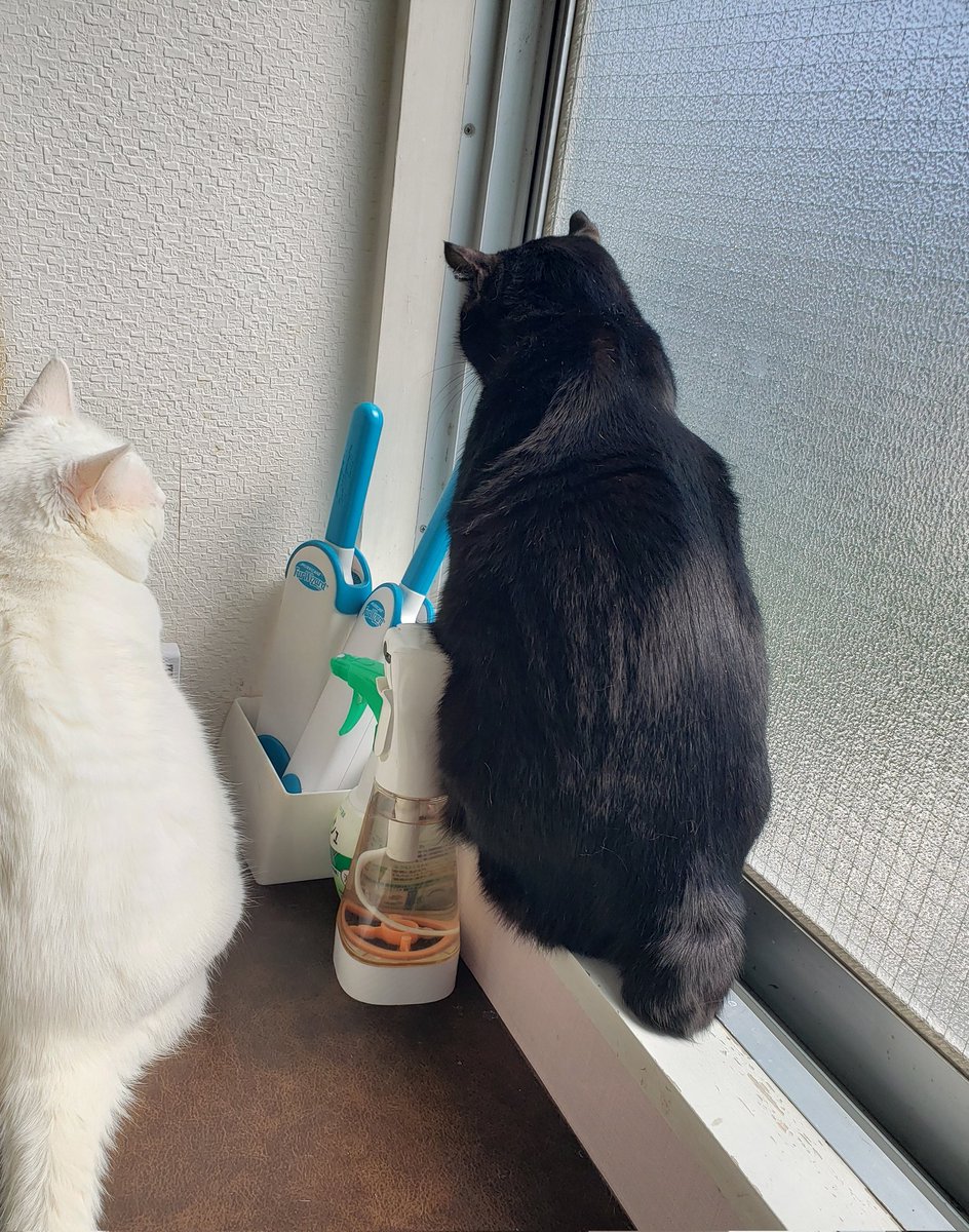 貸切猫カフェ『スマイルキャット』@予約受付中☎︎ tweet media